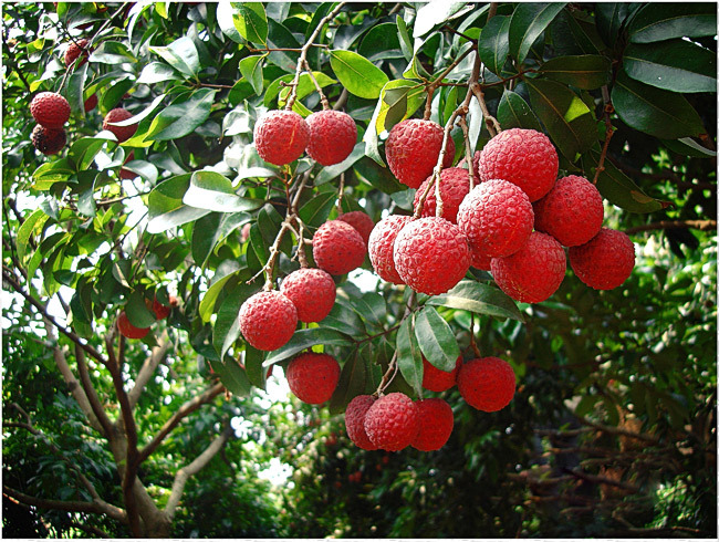 荔枝物流如何突破？物流專家這樣說；中港物流,中港專線,中港拖車運輸,深圳到香港物流-深圳東勝物流公司,中港專線物流