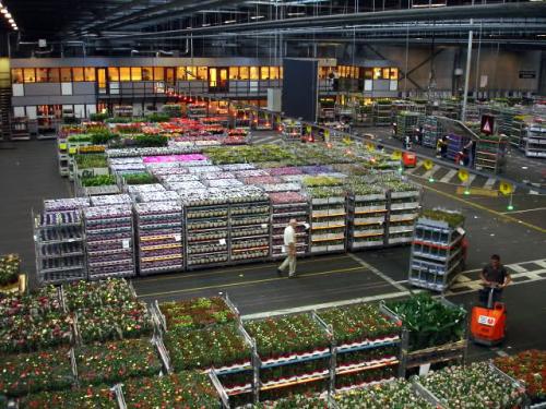 花卉/綠植運(yùn)輸?shù)较愀郯咐?深圳東勝物流